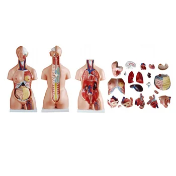 Медицинские принадлежности Обучение анатомии 21 Деталь Модель туловища человека трех полов 85 см
